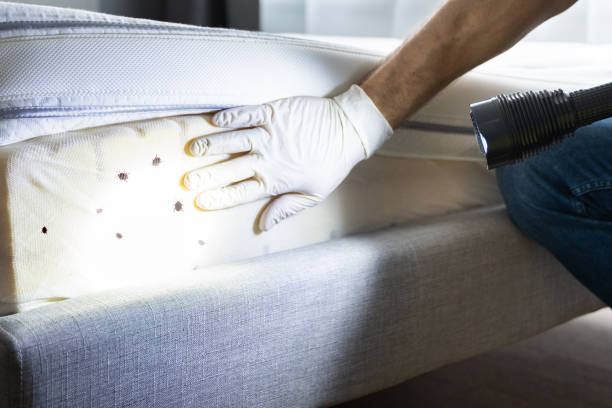 Flea Control Services in Linden, AL